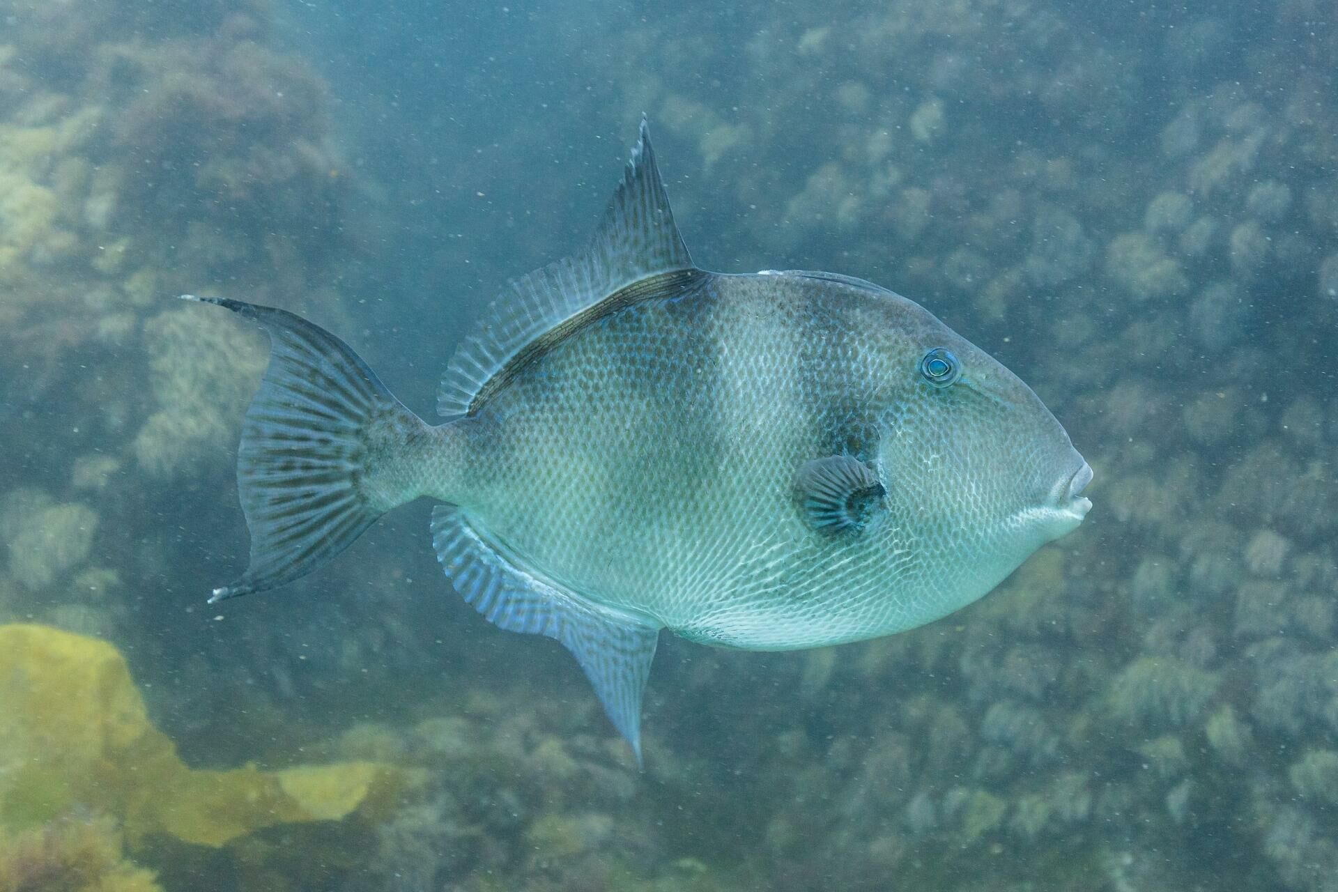 Imagem do Peixe Porco
